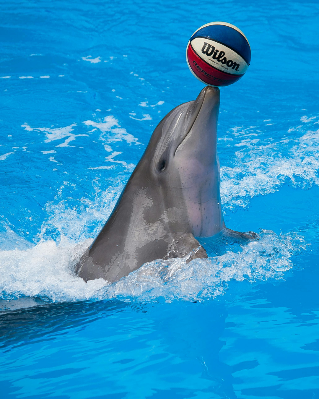 Dolphin Swim Tour