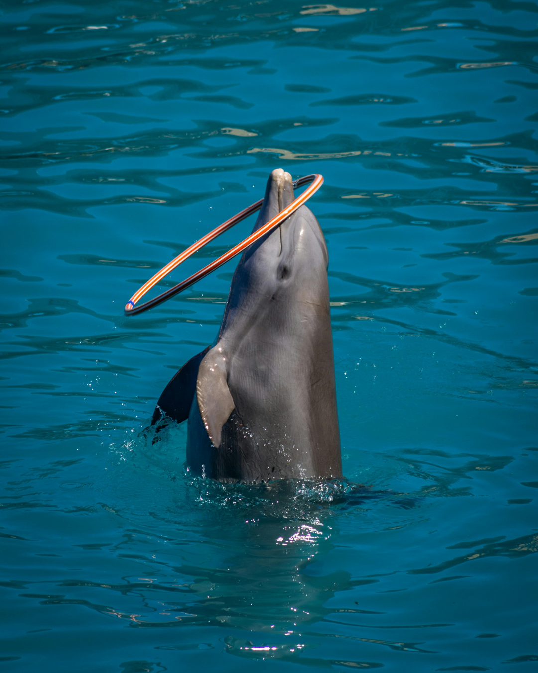 Dolphin Swim Tour