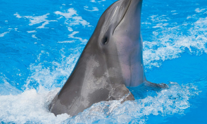 Dolphin Swim Tour