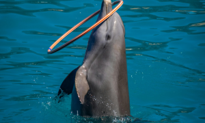 Dolphin Swim Tour